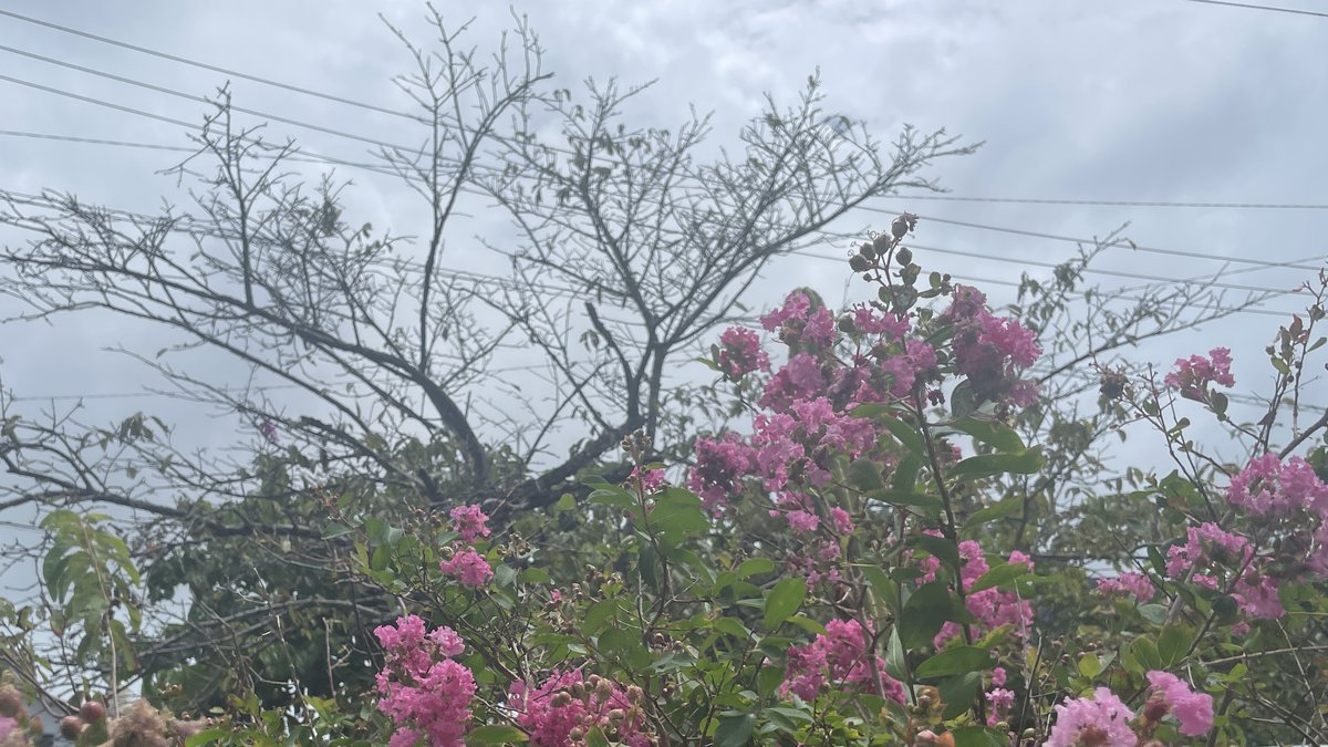 曇り空の下、道端に咲くサルスベリのピンクの花