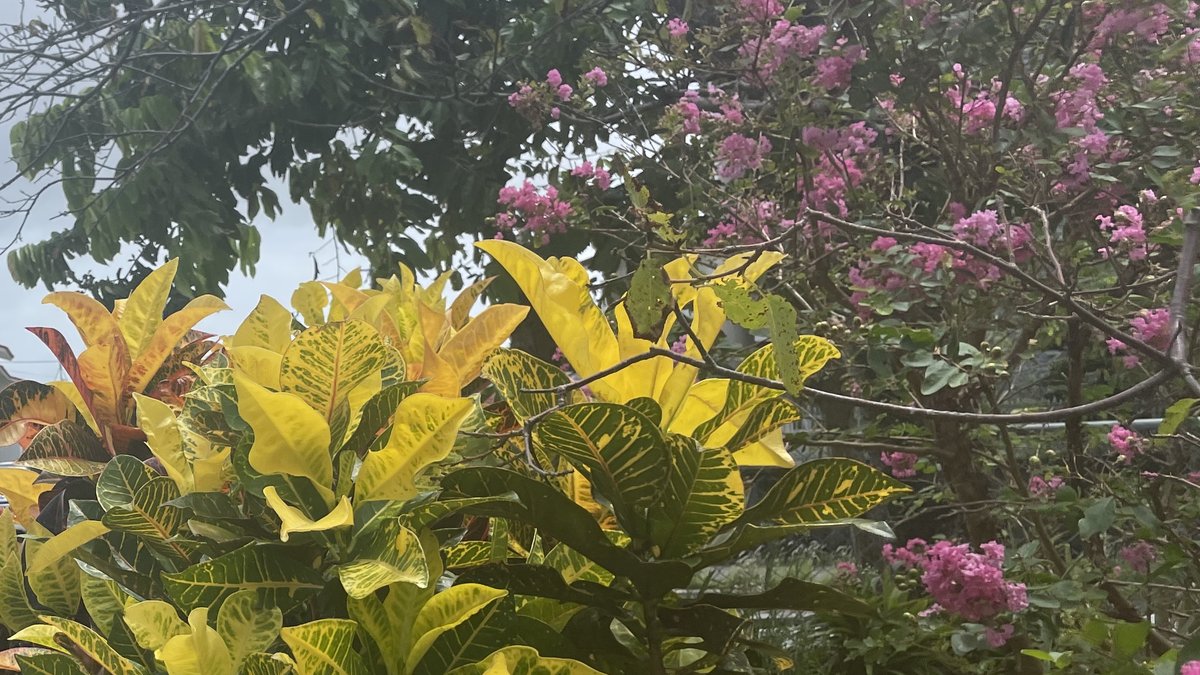 沖縄の道端に植えられたクロトンの黄色い葉とサルスベリ