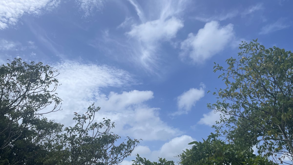 木々の向こうに広がる沖縄の青空と薄い雲