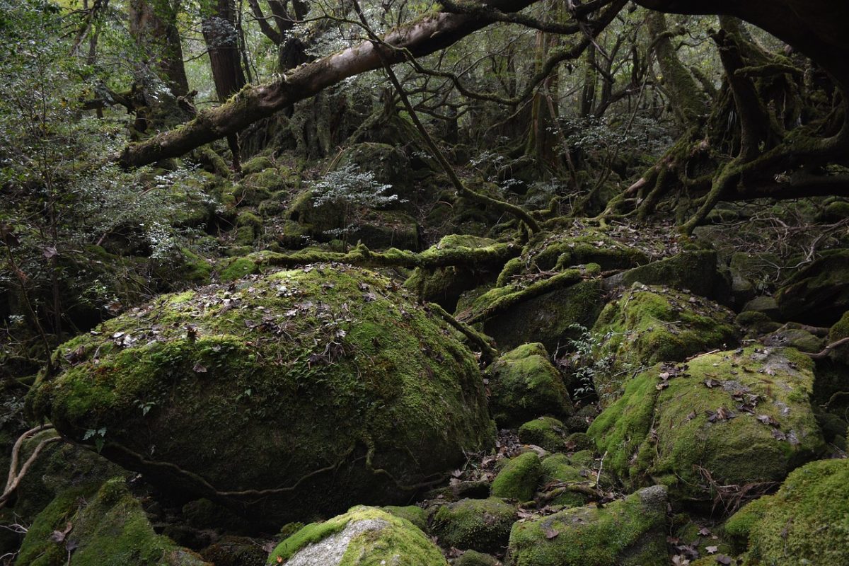 苔に覆われた屋久島の深い森