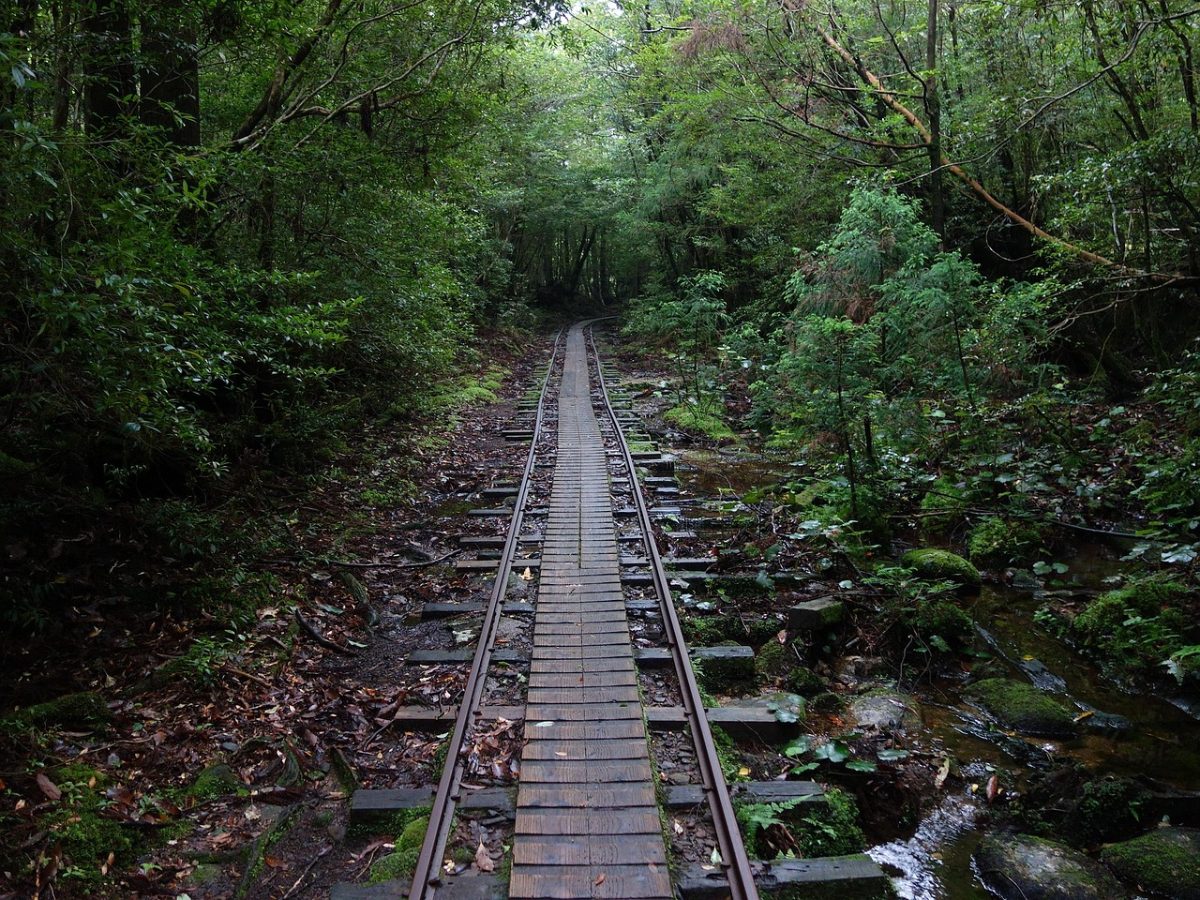 縄文杉へ続くトロッコ道