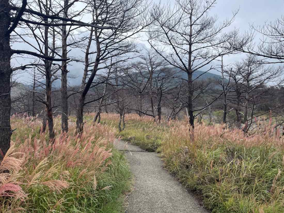 硫黄山周辺の立ち枯れの木
