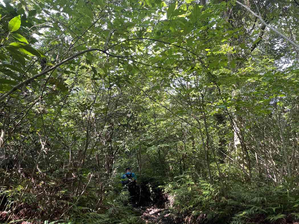 下山中の開聞岳の登山道