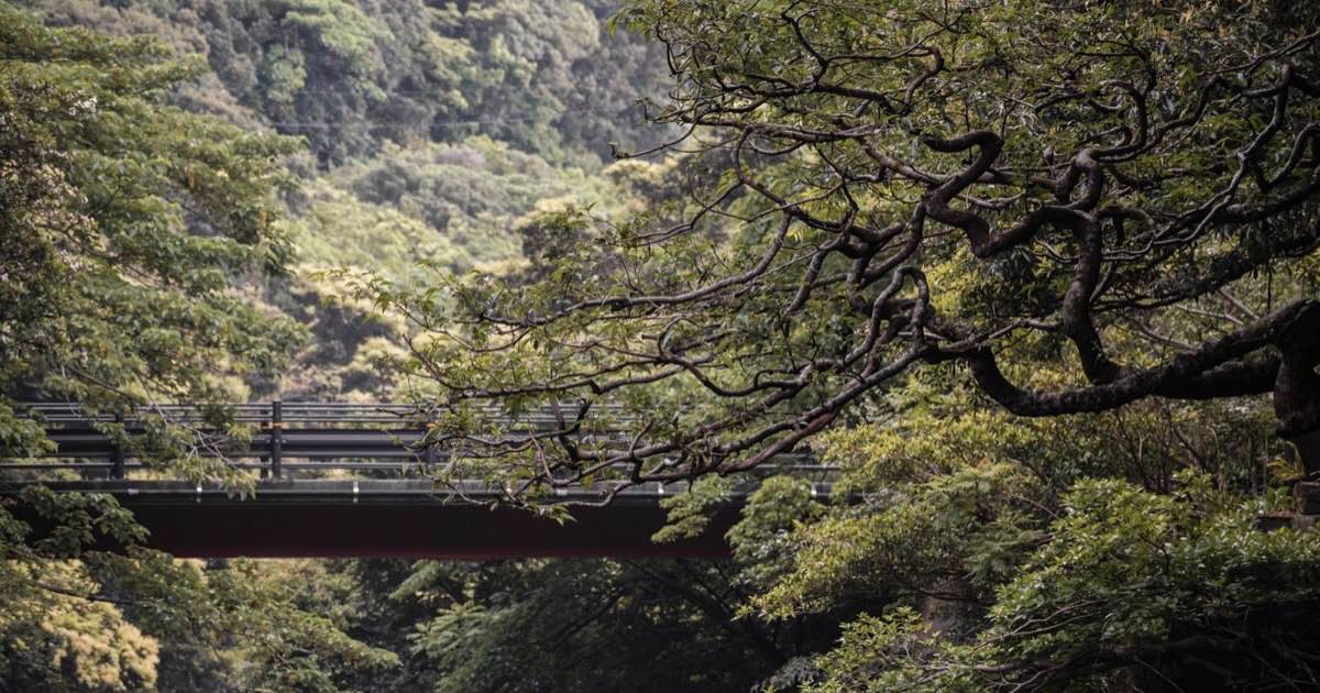 屋久島の森にかかる橋