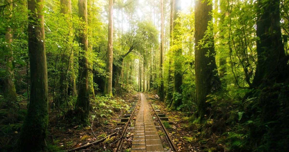 霧のかかった屋久島の森の小道