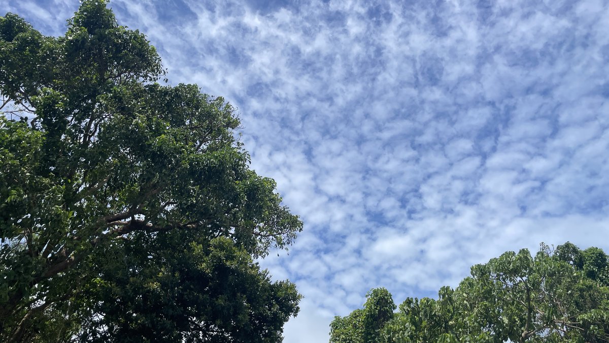 木々の上に広がるうろこ雲の空