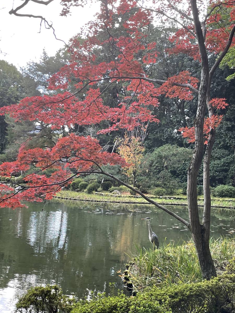 平安神宮神苑のもみじとアオサギ