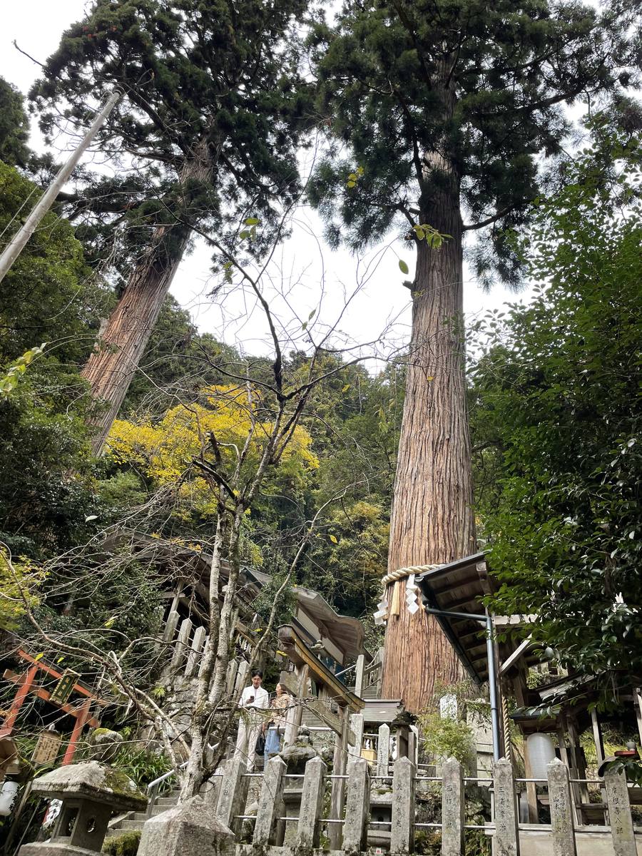 由岐神社の大杉