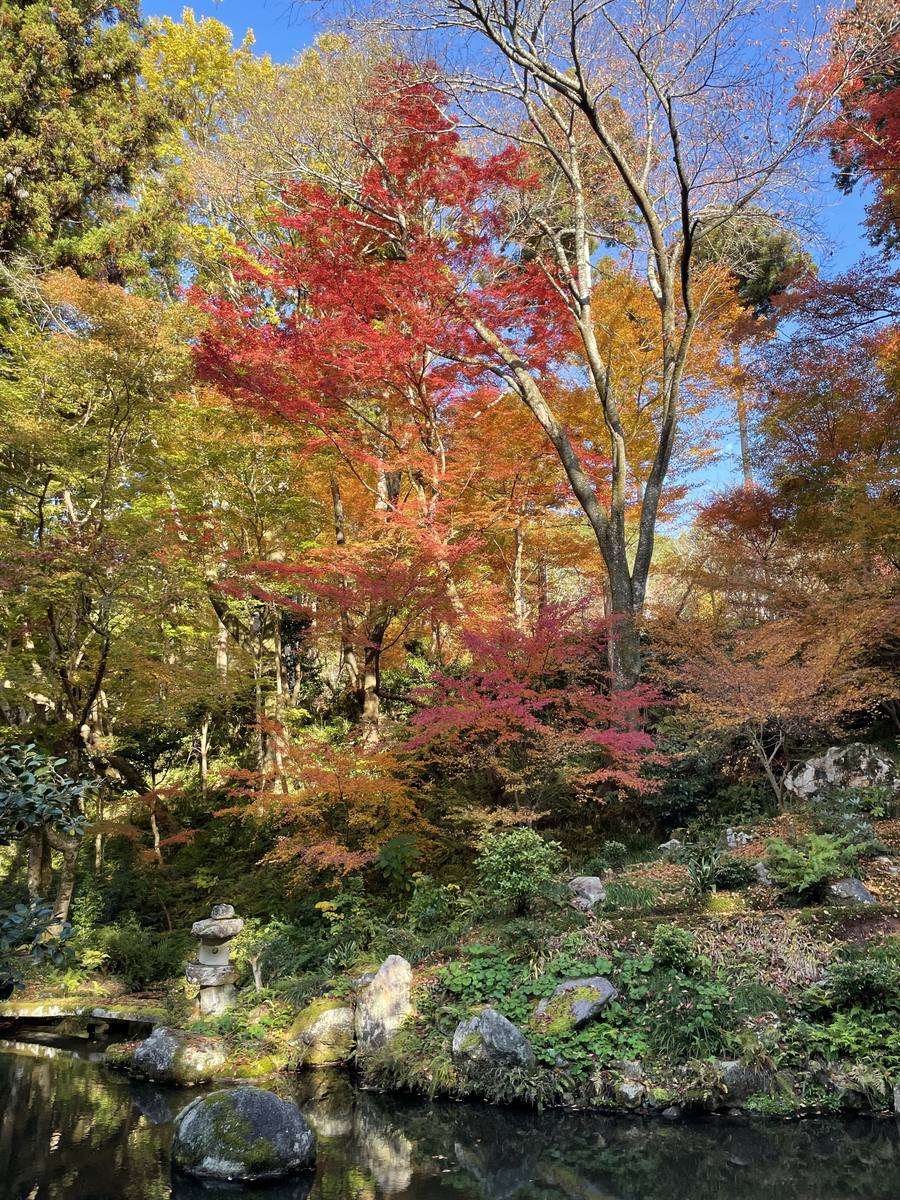 三千院の境内のもみじと池
