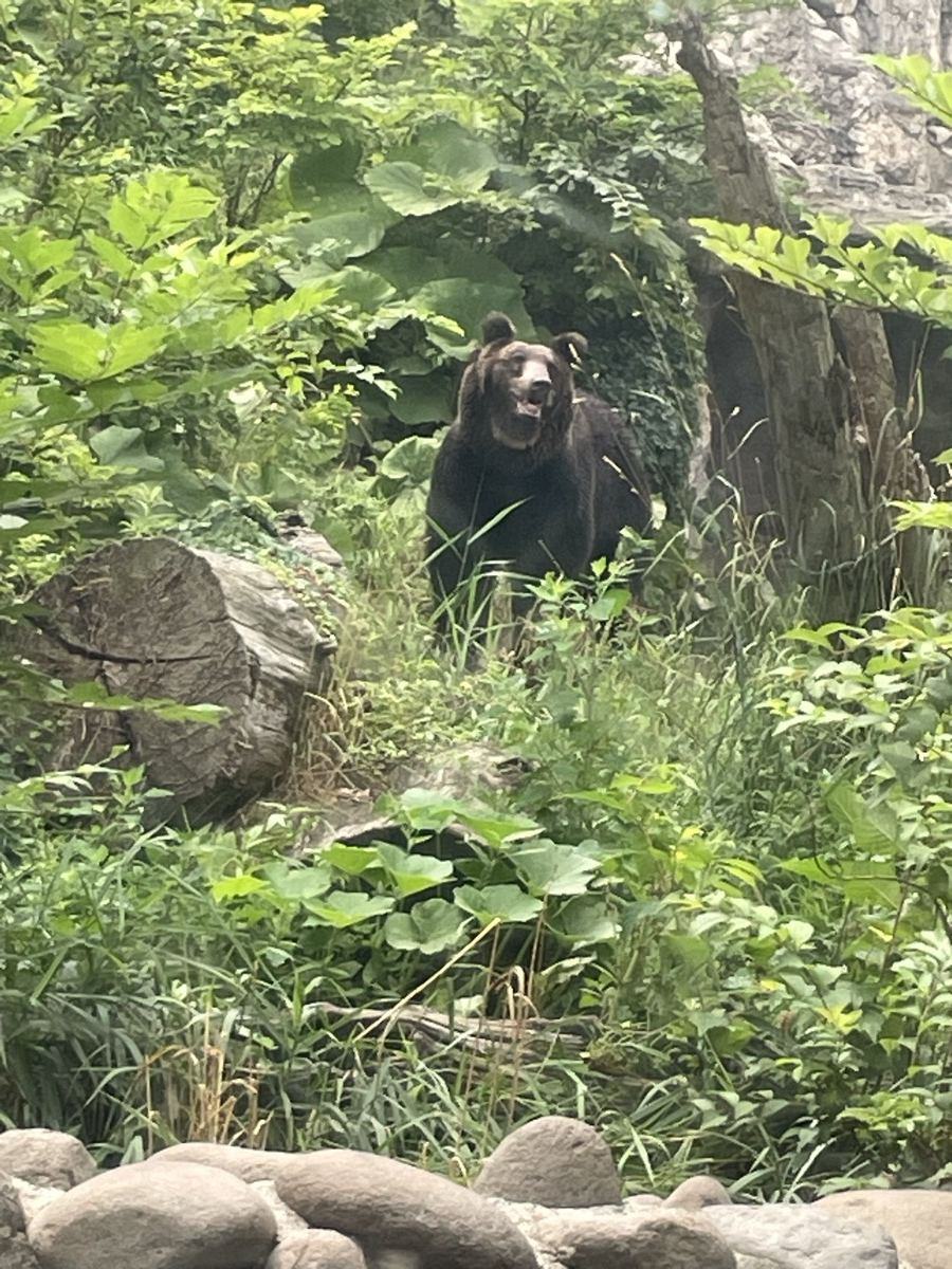 円山動物園のヒグマ