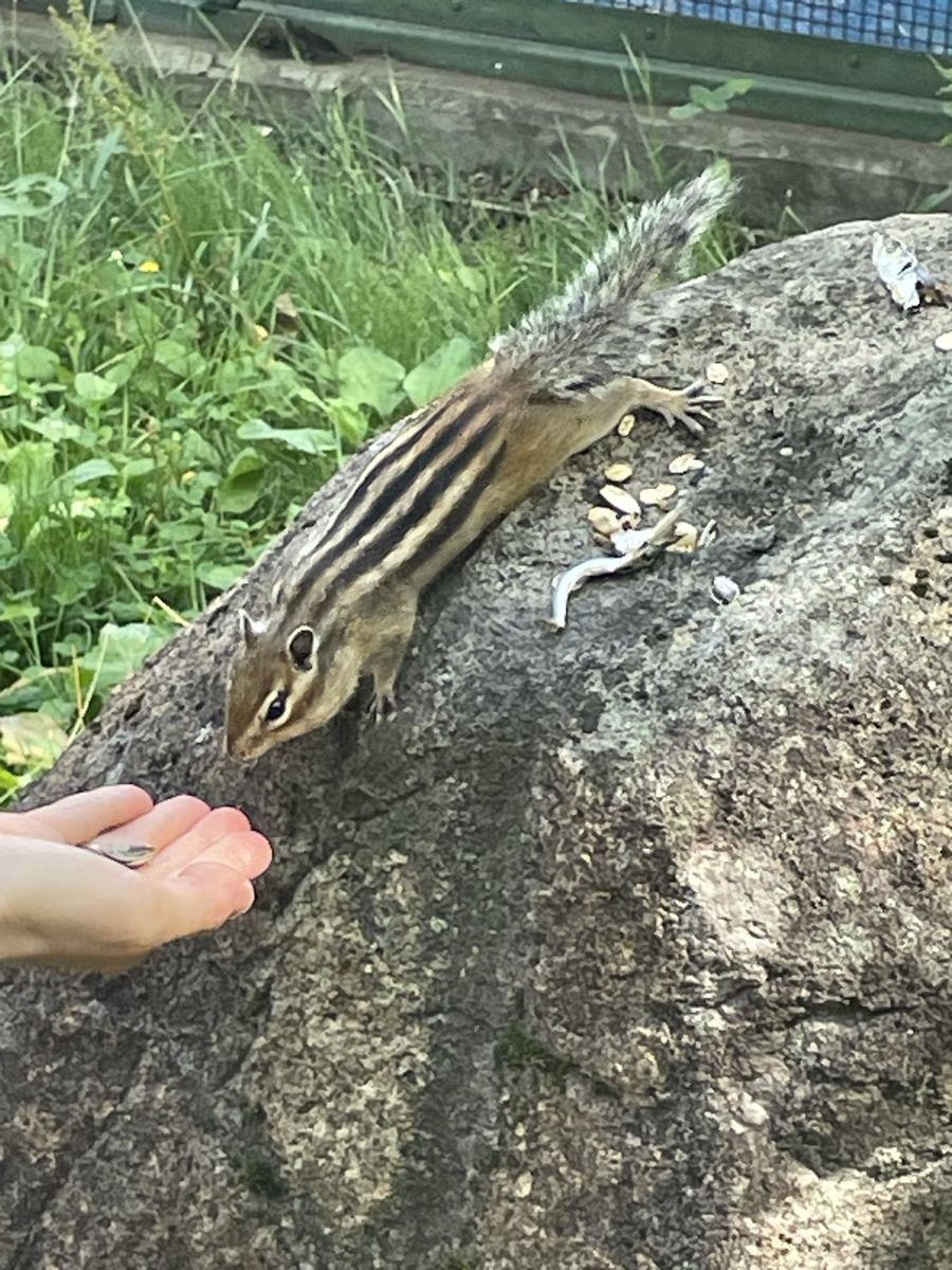 天狗山のシマリス公園のシマリス